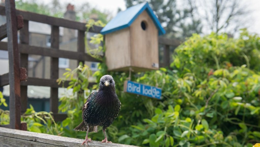 Clean abandoned nest boxes