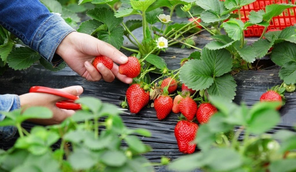 After the winter, strawberry plants should be cut back a bit