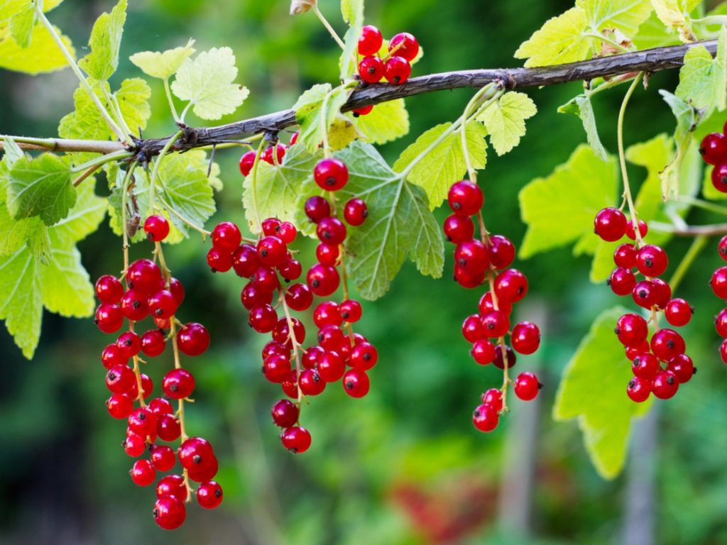 Cut fresh annual branches from the currant to grow new plants from the cuttings