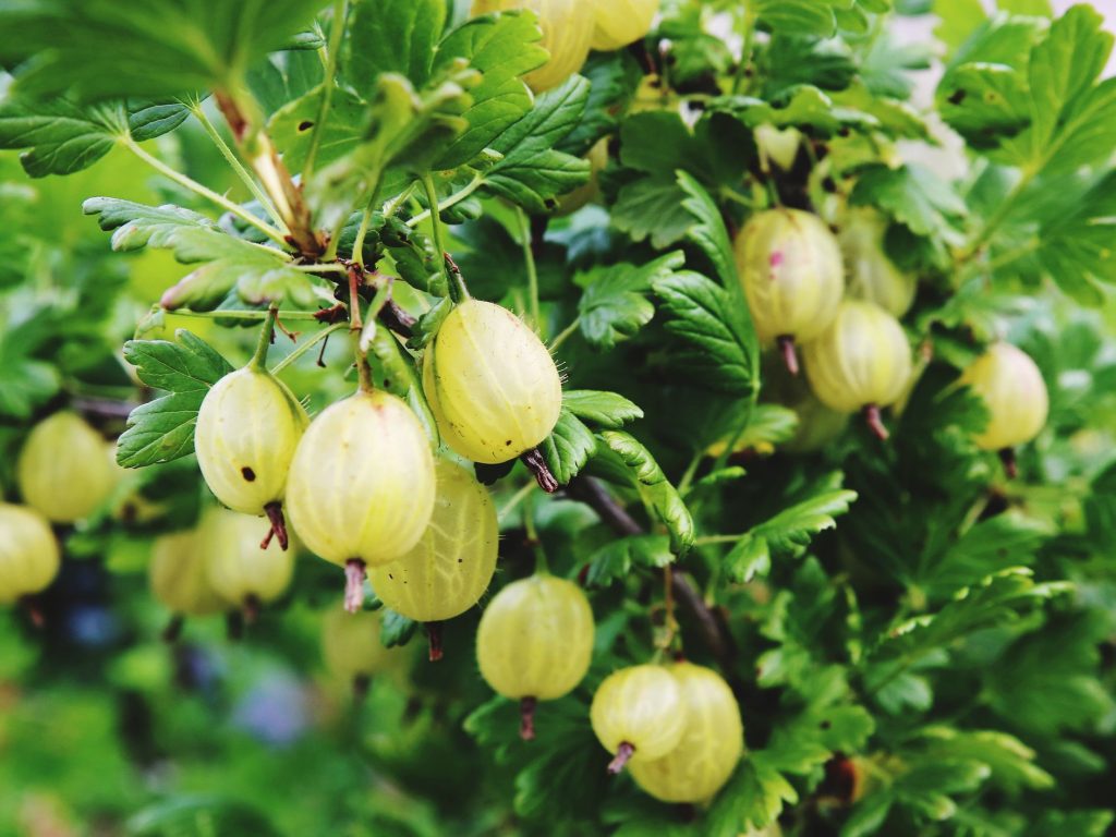 Fertilise fruit trees and bush berries, such as gooseberries, in spring to ensure a better harvest in summer.