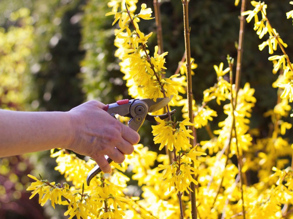 Forsythia and other early flowering plants should be cut back after the first bloom
