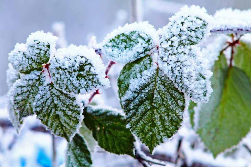 Frost causes problems for many garden plants and can cause cracks in the bark when the sun comes out in the morning