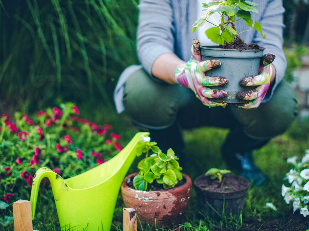 Garden tips for June