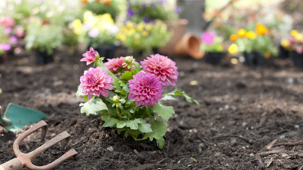 Garden tips for May