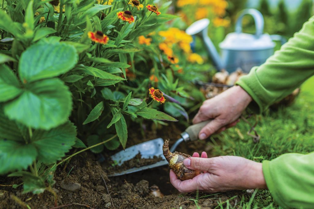 Garden tips for November