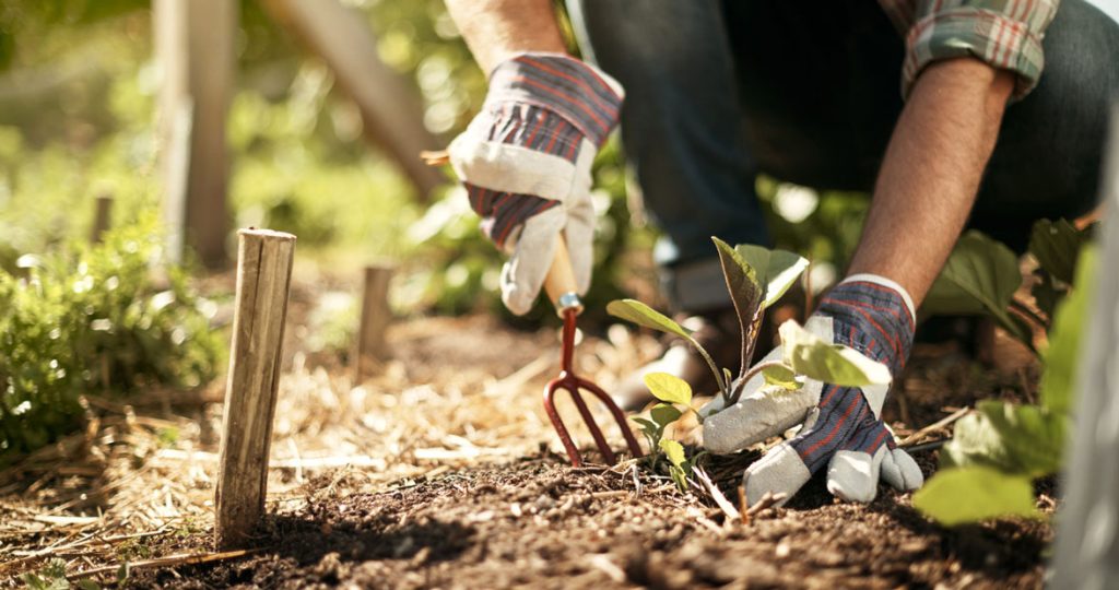 Garden tips for September