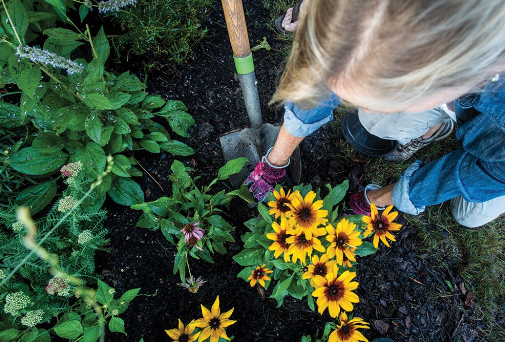 Gardening tips for February