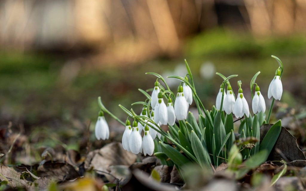 Gardening tips for January