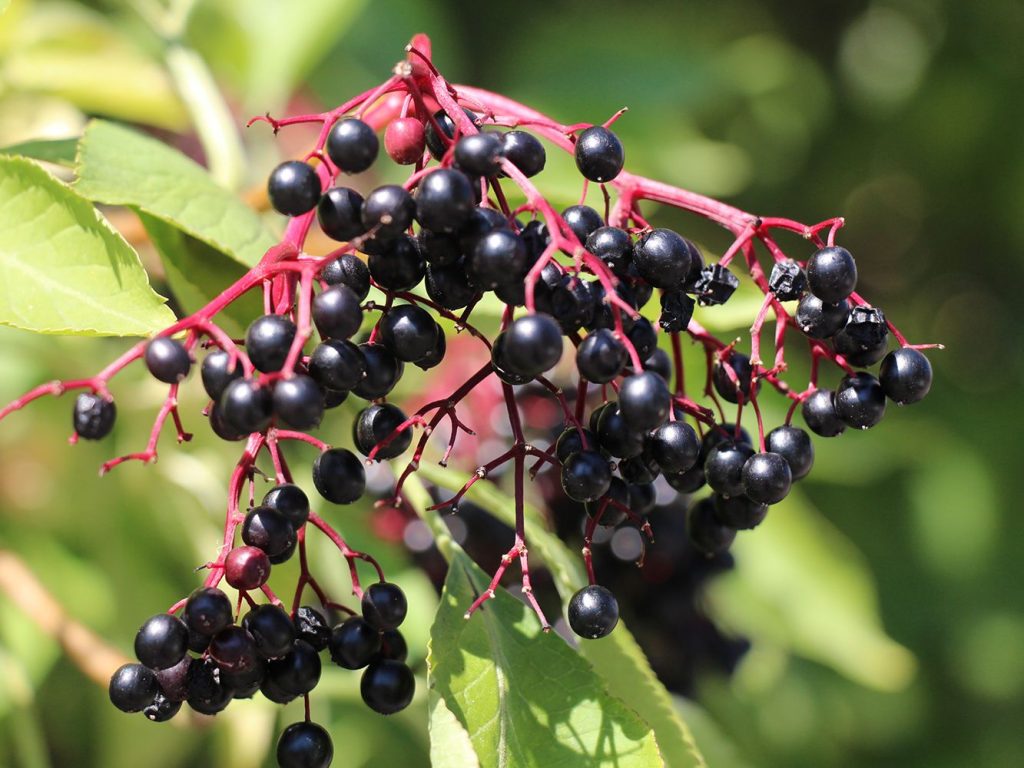 Young shoots provide better elderberry harvest in the coming year