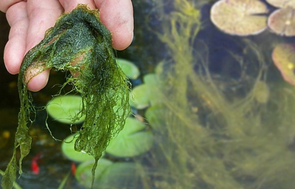 Green algae should be regularly removed from the garden pond to prevent uncontrolled growth
