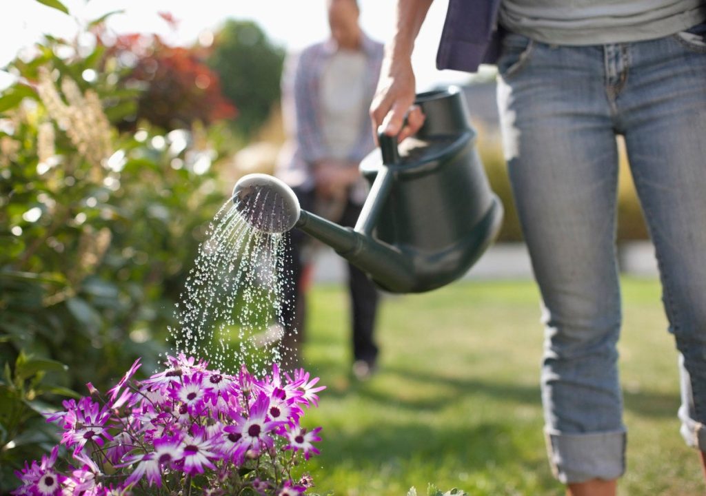 In July, many garden plants need adequate watering and should be watered regularly
