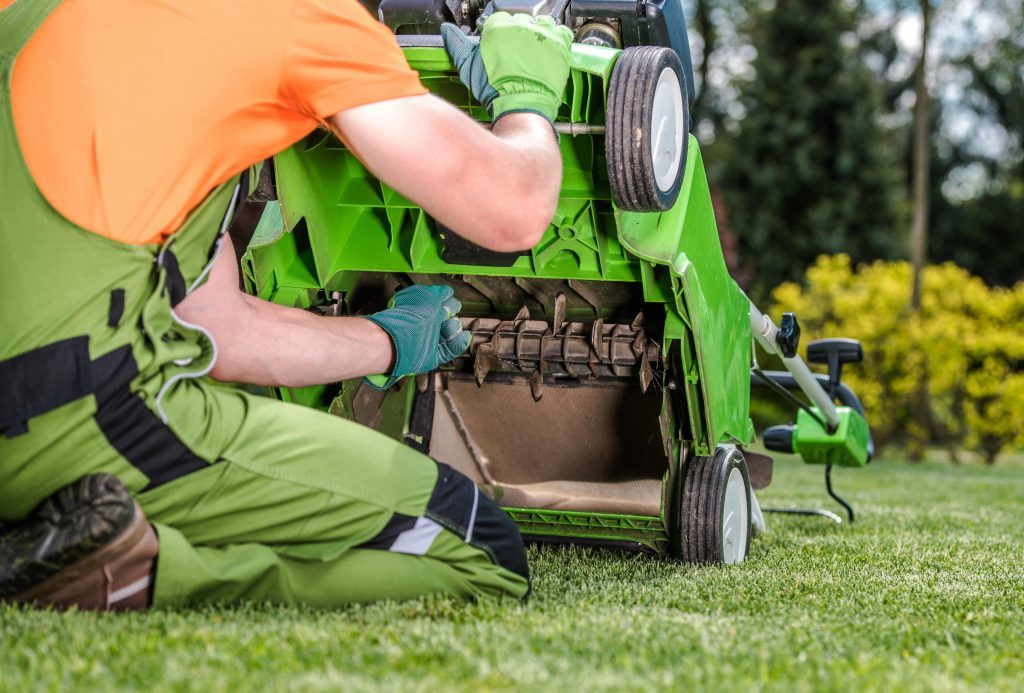 Mow and scarify the lawn