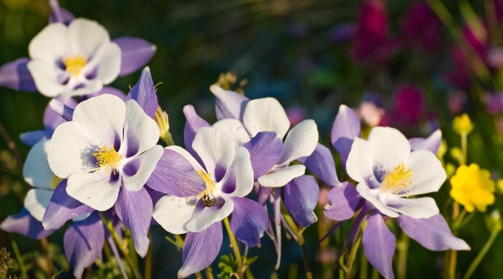 New plants, such as columbines, fill gaps in the bed and bring variety and color to the garden.