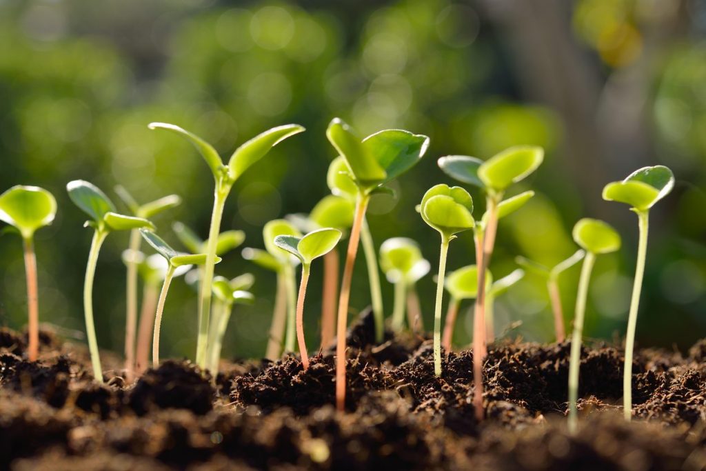 Those who grow their seedlings in growing soil as early as February can expect an earlier harvest