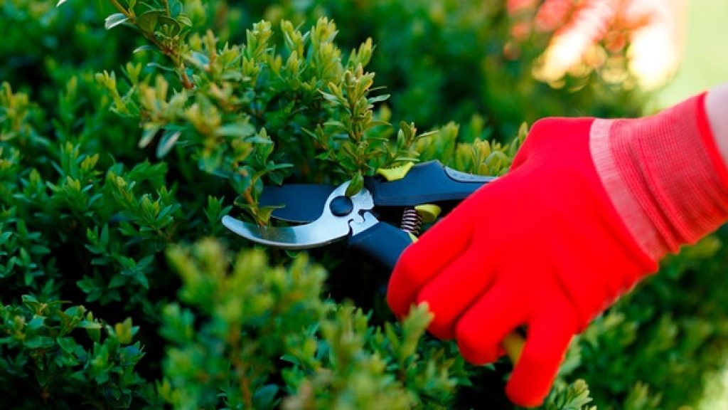 For a good growth, a targeted pruning or thinning out is recommended from time to time