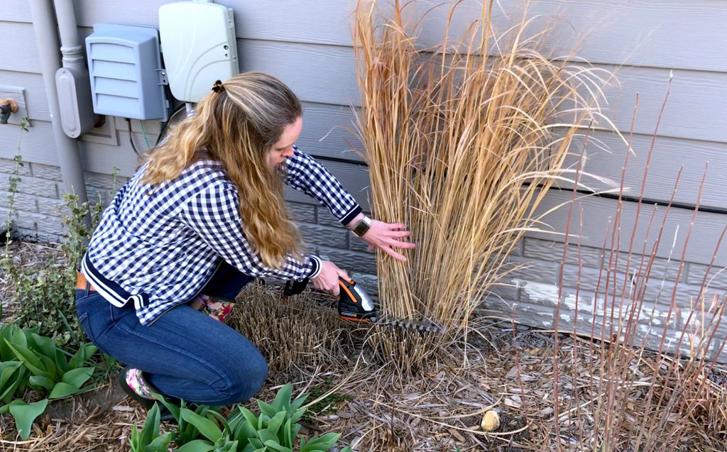 Prune ornamental grasses