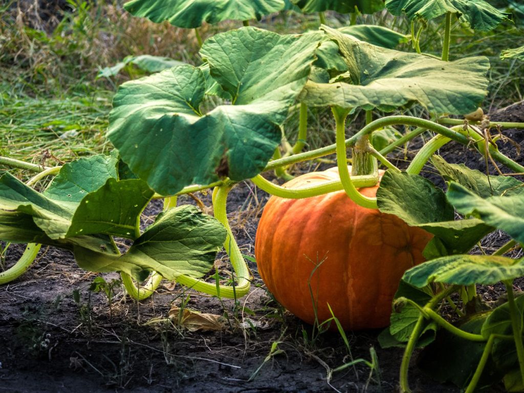 Pumpkins were originally native to America only, but are now cultivated worldwide