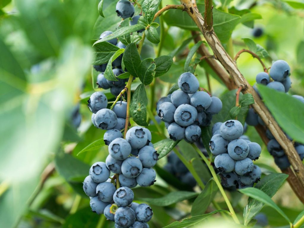 Replant blueberries