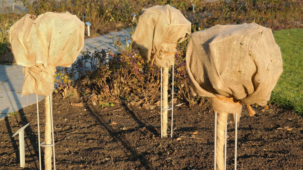 Sensitive plants in the garden can also be protected from frost with the help of jute bags