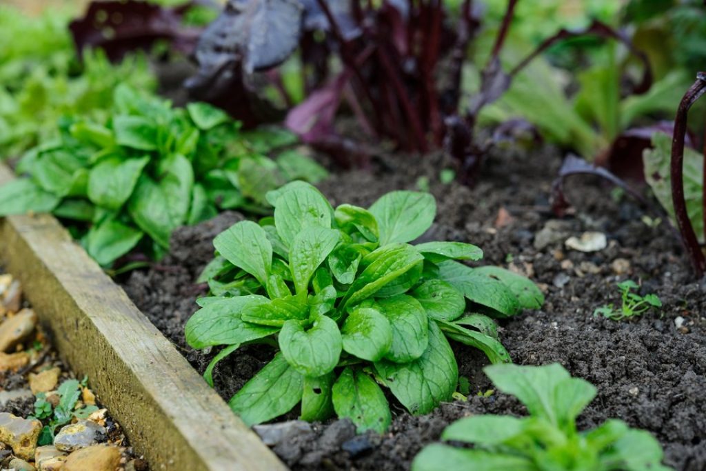 Sow lamb’s lettuce in the open bed