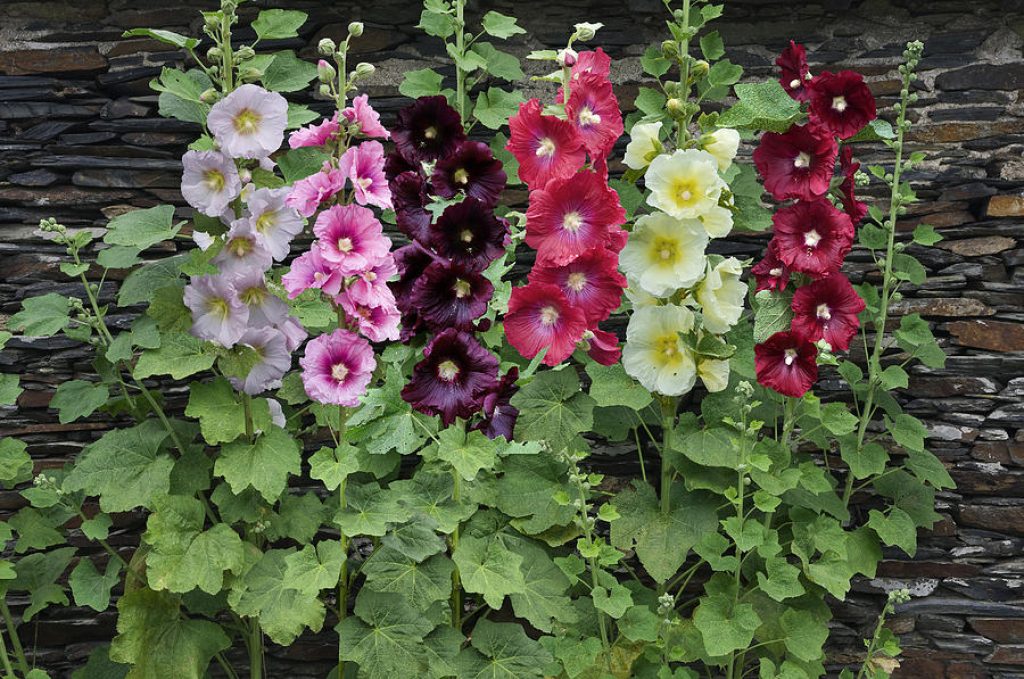 The common hollyhock, also called hollyhock mallow, is a popular biennial garden flower