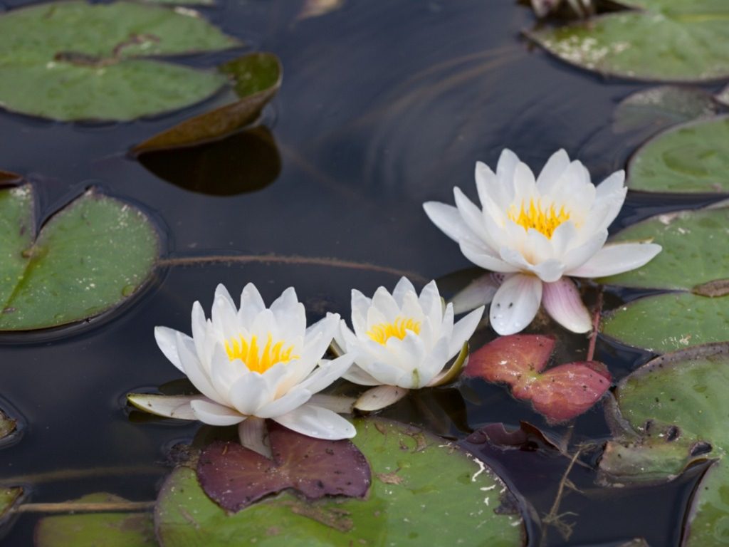 Water lily plants come in different colors and beautify any garden pond