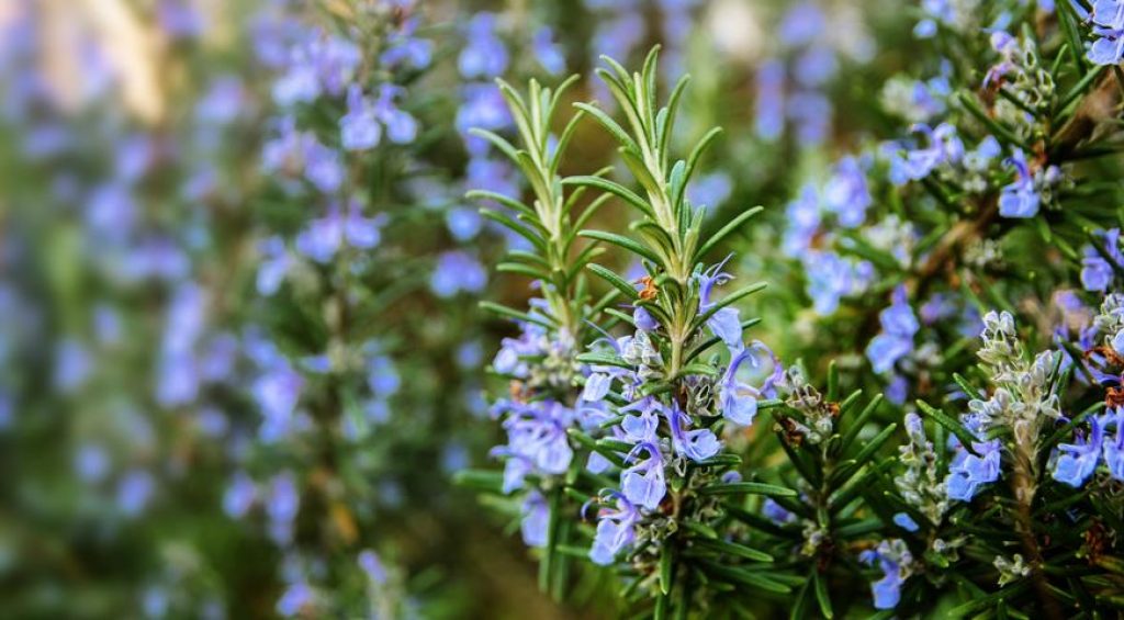 If you prefer a strong herbal flavor, you should cut the plants before flowering