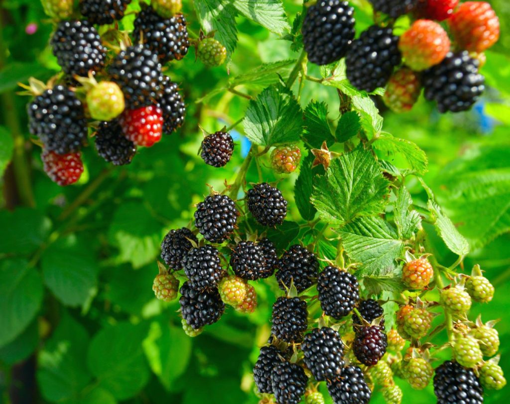 Blackberries are very well processed into juice, compote or jams