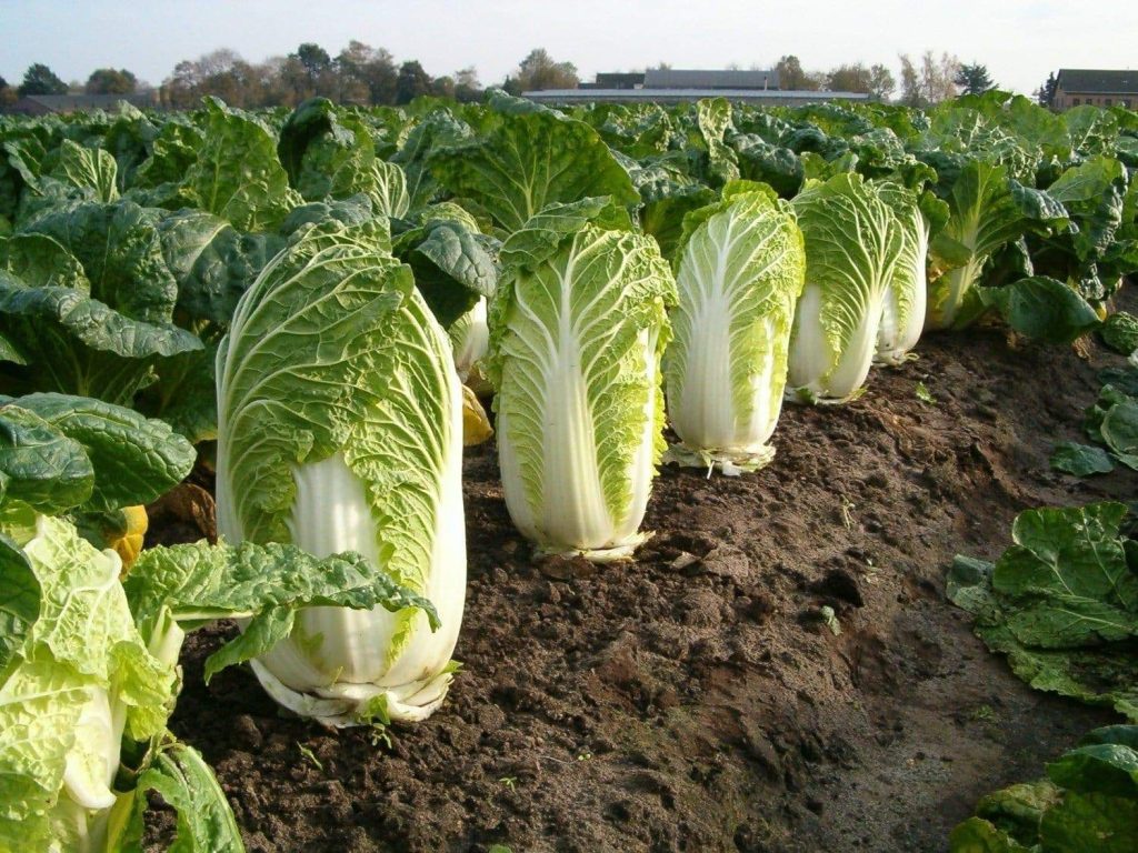 Frost and snow in November can harm the Chinese cabbage