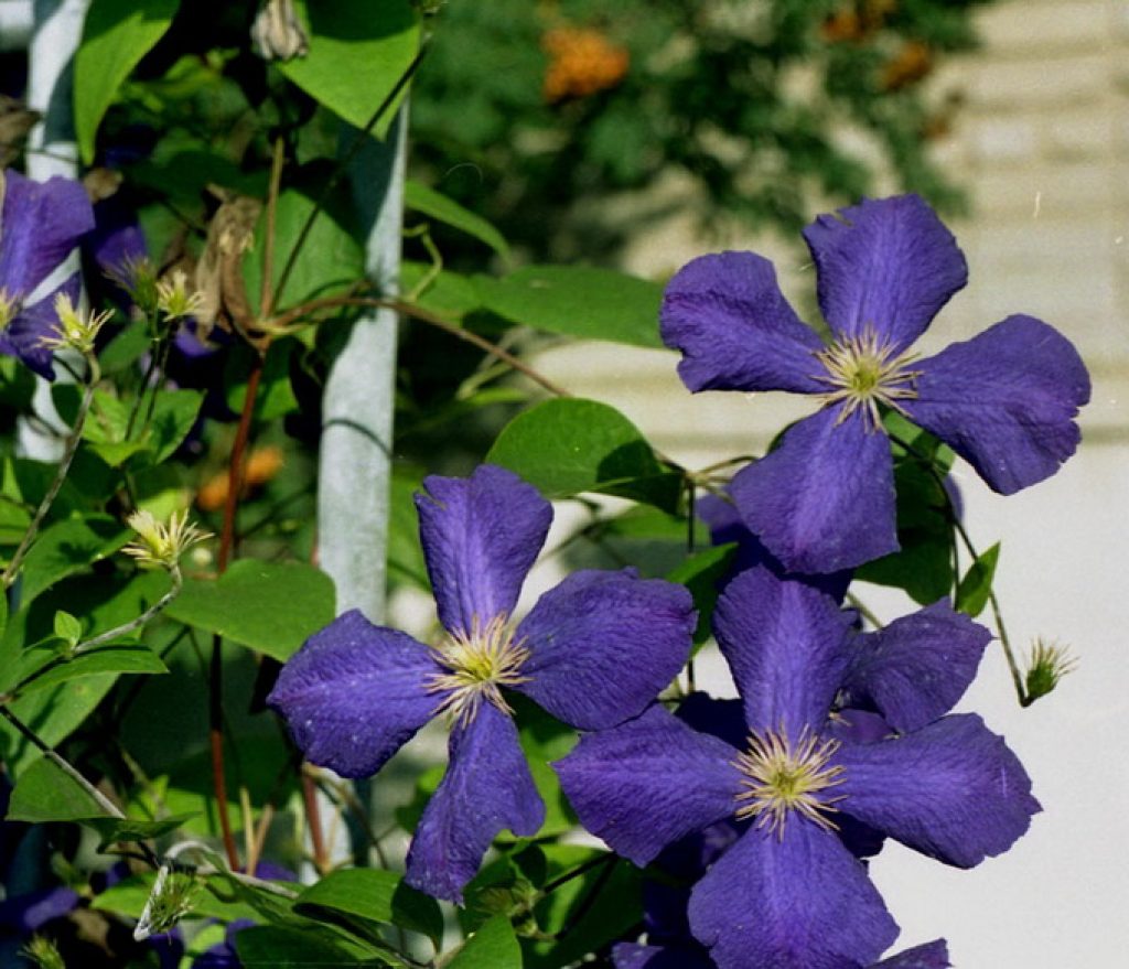 Wood vines, also known as clematis, are popular climbing plants in the garden