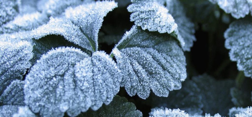 Protect plants from frost damage