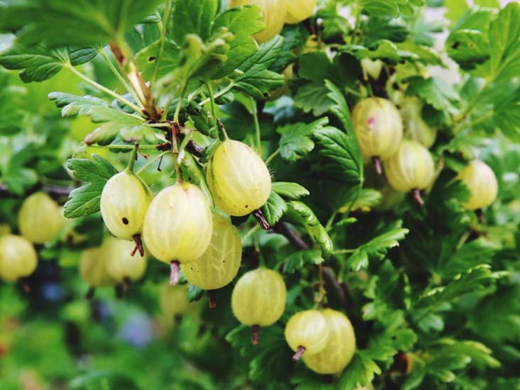 Gooseberries bear their fruits between July and August, which are green, yellow to purple depending on the variety