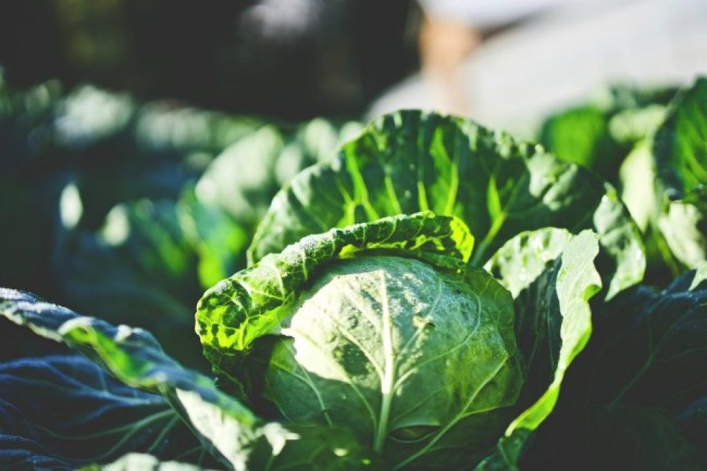 Some vegetables despite the cold and can be harvested even in winter