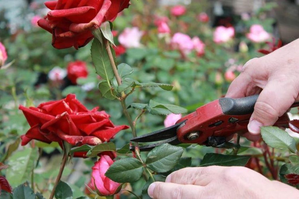 To encourage growth, roses are thinned out or cut back