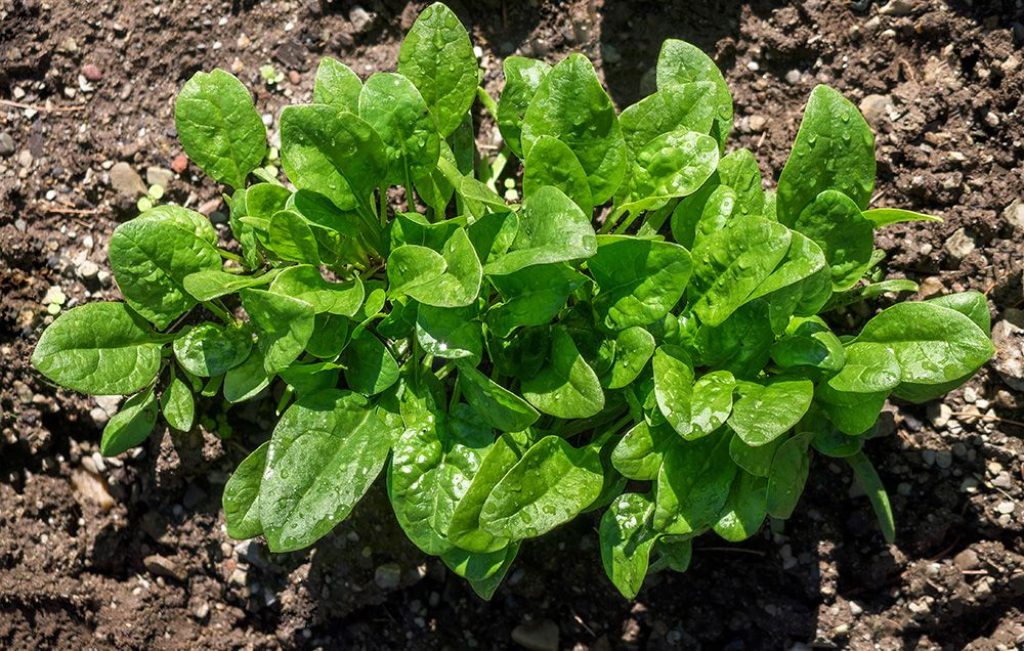 Autumn harvest for spinach