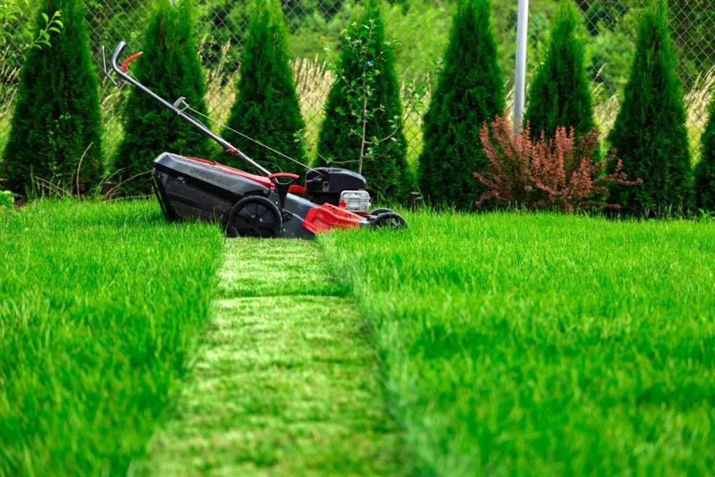 In summer, the lawn needs extra care to stay beautiful green and healthy