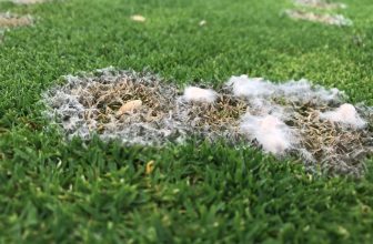 Snow mold: winter tips for your lawn