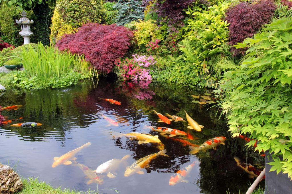 A garden pond provides habitat for many animals and invites to linger