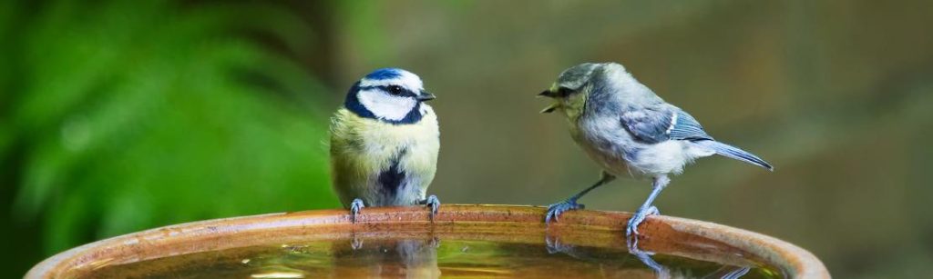 Bird baths and drinkers provide welcome cooling and refreshment
