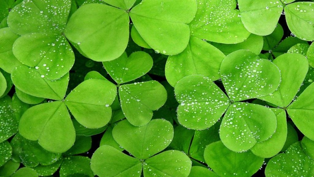Clover can also be controlled and permanently eliminated from the lawn with home remedies