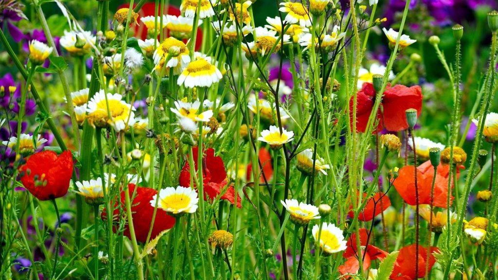 For a beautiful wildflower meadow there are already ready seed mixtures