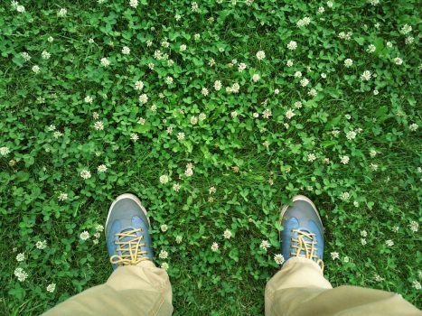 Effectively remove clover in the lawn – the best means