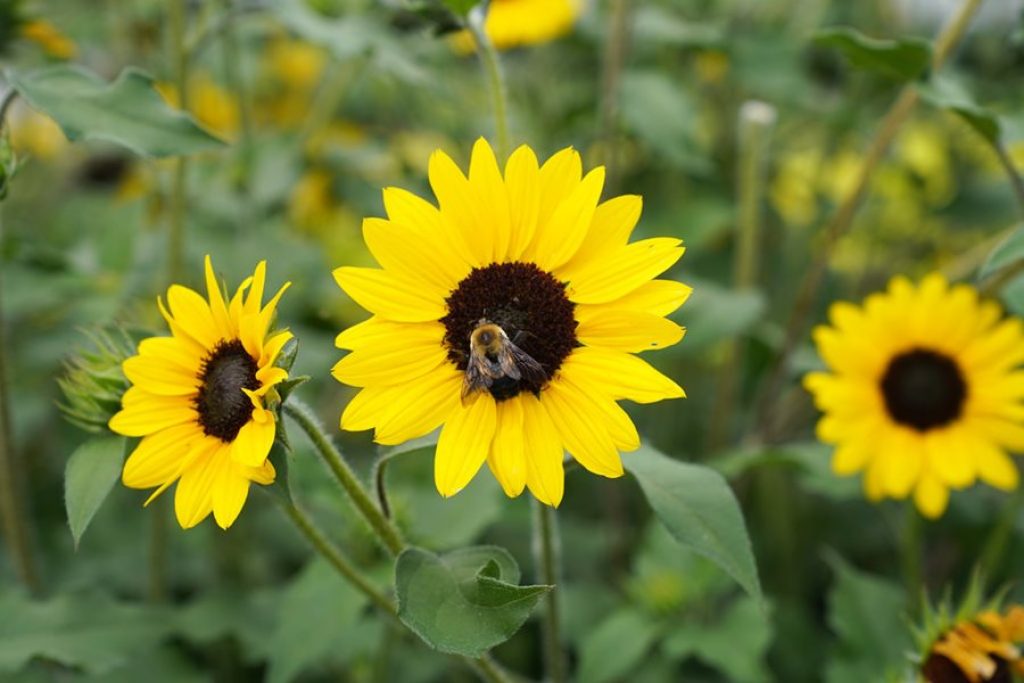 Especially bees and bumblebees depend on the flowers in the garden