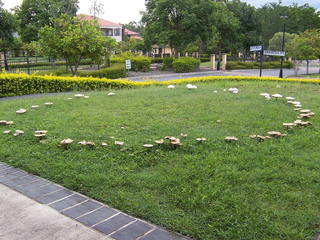 Mushroom circles on the lawn indicate witch rings