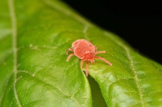 Grass mites: Info and control of the autumn mite