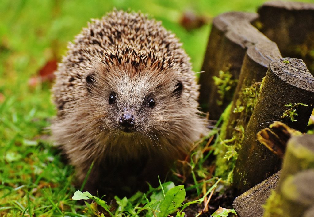 Hedgehogs are nocturnal animals and often fall victim to robots mowing at night