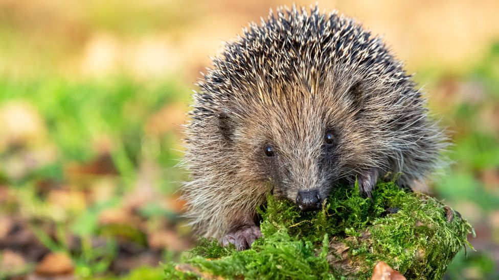 How to protect hedgehogs and insects from your robotic mower — Tommy ...