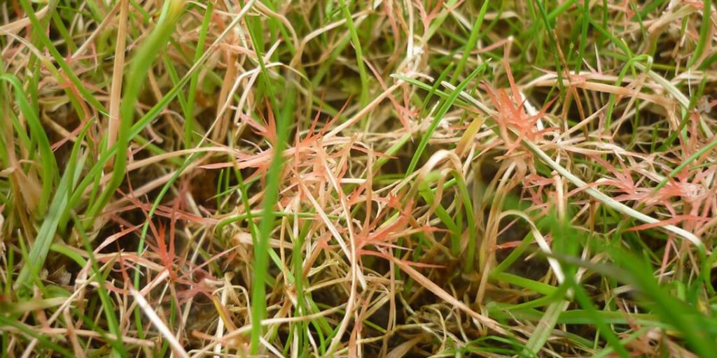 If the lawn is infested with a pink to reddish, needle-like fungal growth, it is redpointedness