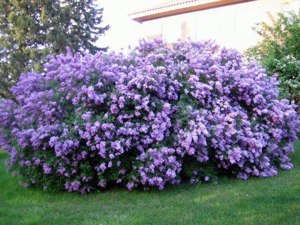 In order for a lilac to bloom so beautifully, sometimes rejuvenation pruning is necessary