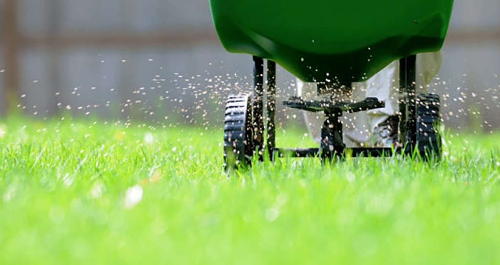 Lawn lime is best distributed in the form of granules in the garden with the help of a spreader cart